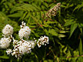 Sorbaria sorbifolia Sem IMG_4548 Tawlina jarzębolistna